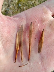 Fraxinus pennsylvanica