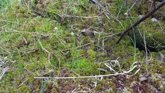 Carex chordorrhiza