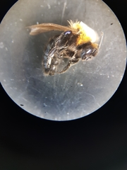 Andrena thoracica