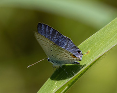 Catochrysops