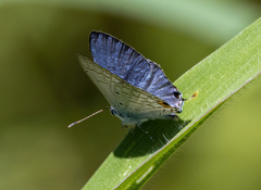 Catochrysops