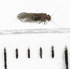 Austropsocus hyalinus