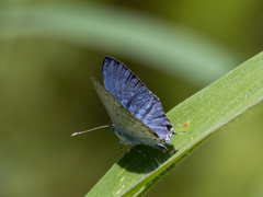 Catochrysops