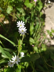 Stellaria cupaniana
