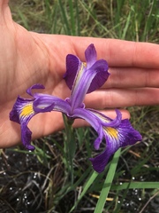 Iris tridentata