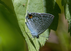 Catochrysops