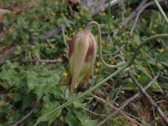 Fritillaria acmopetala