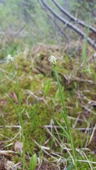 Carex chordorrhiza