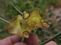 Fritillaria acmopetala
