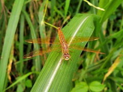 Brachythemis contaminata