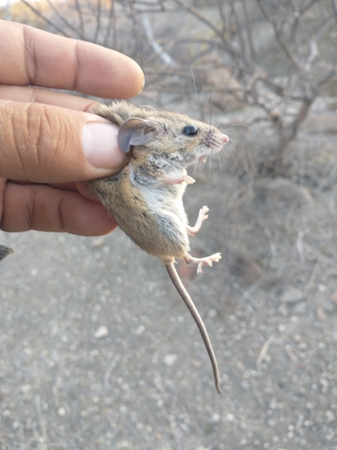 Eva's Desert Mouse