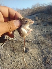 Chaetodipus arenarius