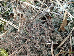 Cladonia crispata