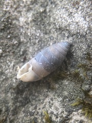 Gastropoda