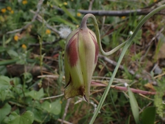 Fritillaria acmopetala