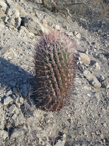 Ferocactus peninsulae