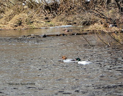Mergus merganser