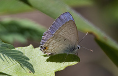 Catochrysops