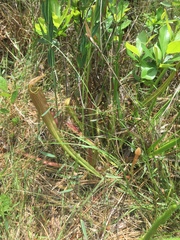 Sarracenia rubra