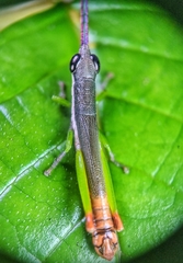 Mitricephala milleri