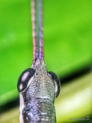 Mitricephala milleri