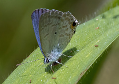 Catochrysops