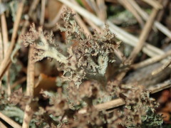 Cladonia crispata