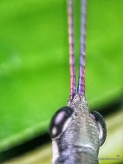 Mitricephala milleri