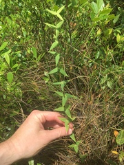 Lysimachia asperulifolia
