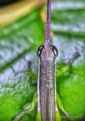 Mitricephala milleri