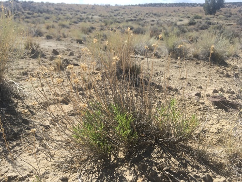 Aztec Goldenbush (Isocoma azteca)