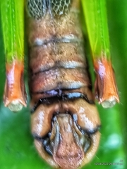 Mitricephala milleri