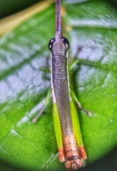 Mitricephala milleri