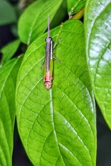 Mitricephala milleri