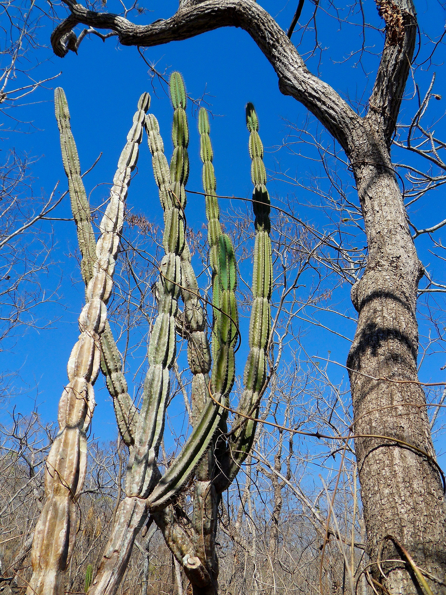 Cereus stenogonus