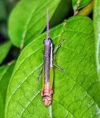 Mitricephala milleri