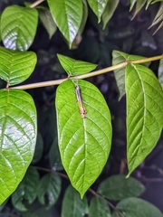 Mitricephala milleri