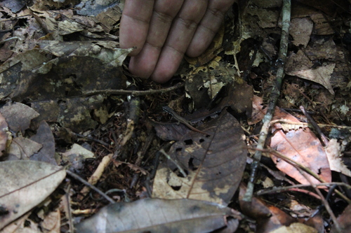 Cercosaura eigenmanni