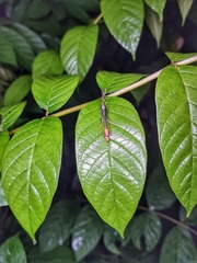 Mitricephala milleri