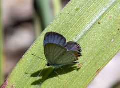 Everes lacturnus