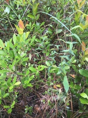 Lysimachia asperulifolia