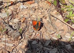 Lycaena phlaeas phlaeas