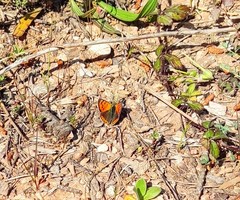 Lycaena phlaeas phlaeas