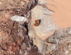 Lycaena phlaeas phlaeas