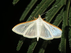 Palpita austrounionalis