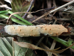 Peniophora aurantiaca