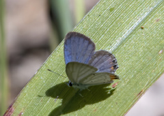 Everes lacturnus