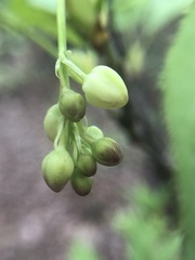 Euonymus