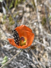 Acmaeodera bowditchi
