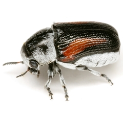 Coleorozena vittata